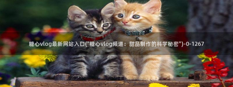 糖心vlog安卓